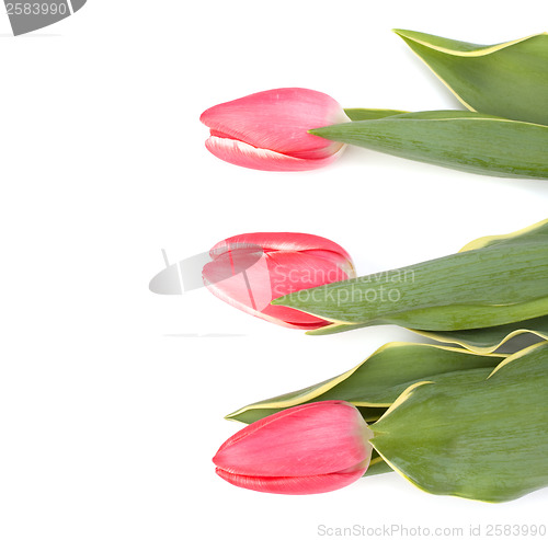 Image of tulips  isolated on white background