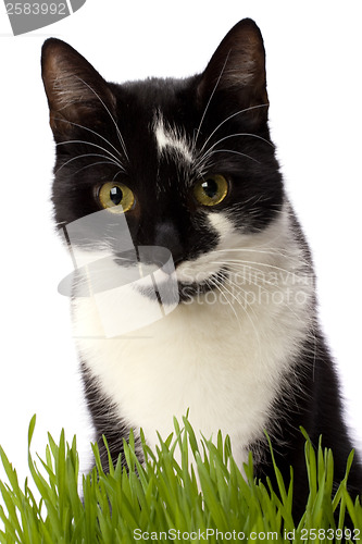 Image of cat in grass isolated on white background