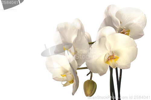 Image of orchid