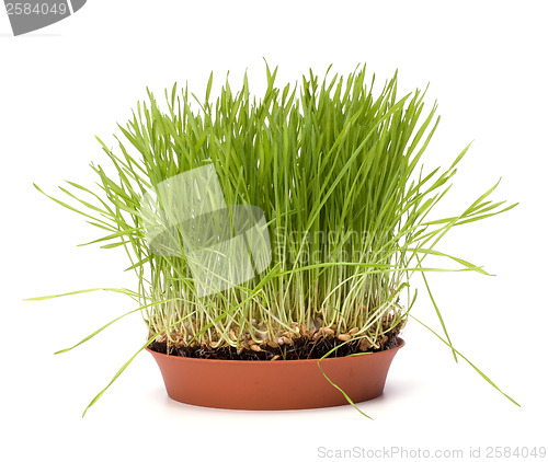 Image of grass isolated on white background