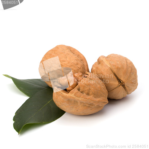 Image of  walnut 