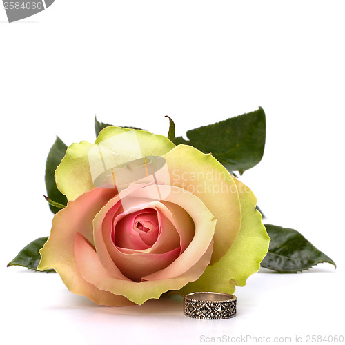 Image of Beautiful rose with wedding ring  isolated on white background 