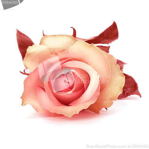 Image of Beautiful rose isolated on white background 