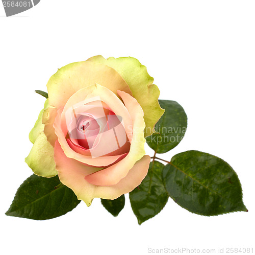 Image of Beautiful rose   isolated on white background 