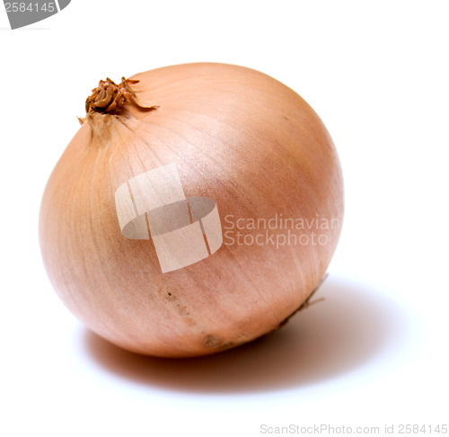 Image of onion isolated on white background