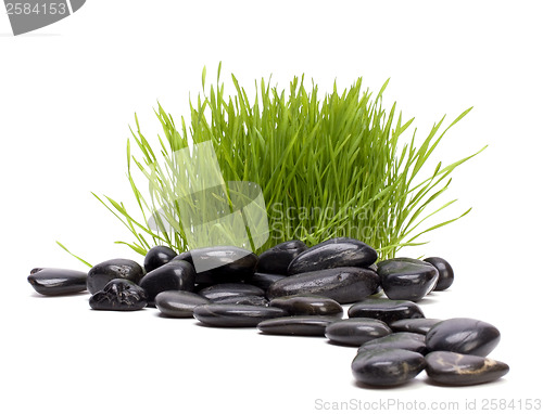 Image of grass and stones isolated on white background