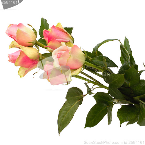 Image of Beautiful roses isolated on white background 