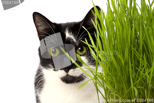 Image of cat in grass isolated on white background