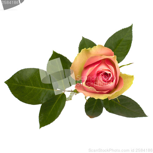 Image of Beautiful rose   isolated on white background 