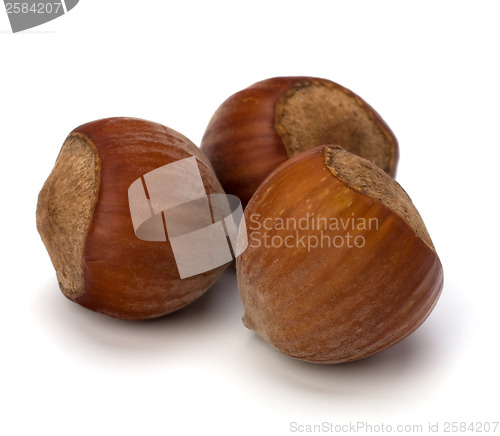 Image of hazelnuts isolated on white background