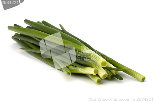 Image of spring onion 