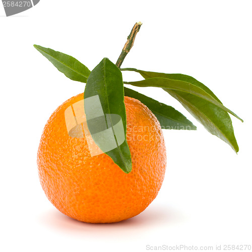 Image of tangerine i