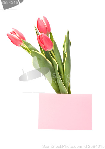 Image of greeting card  with pink tulips  isolated on white background