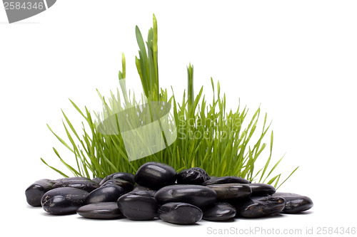 Image of grass and stones isolated on white background