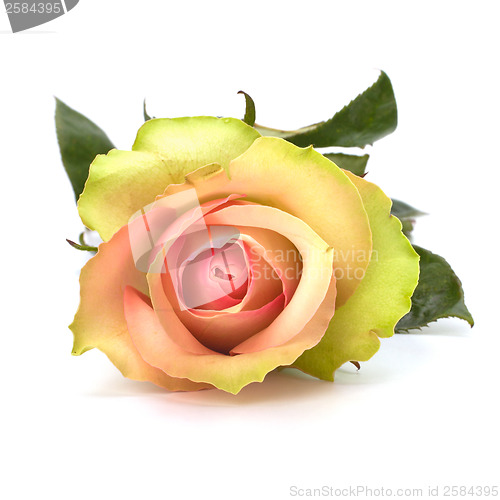 Image of Beautiful rose isolated on white background 