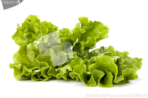 Image of Lettuce salad isolated on white background