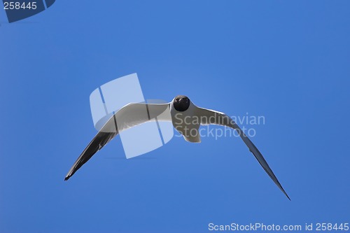 Image of Black-headed gull