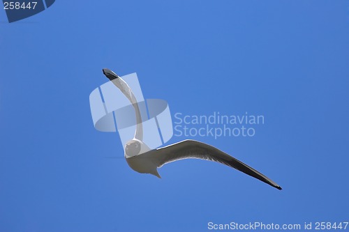 Image of Black-headed gull