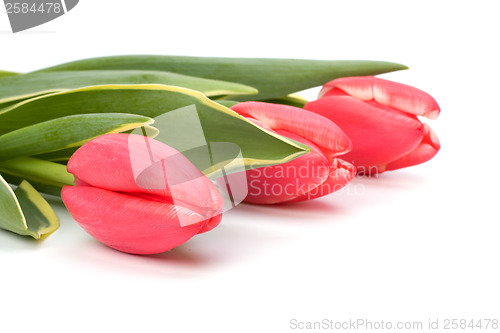 Image of tulips  isolated on white background