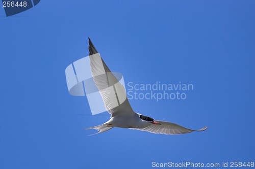 Image of Common tern