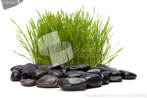 Image of grass and stones isolated on white background