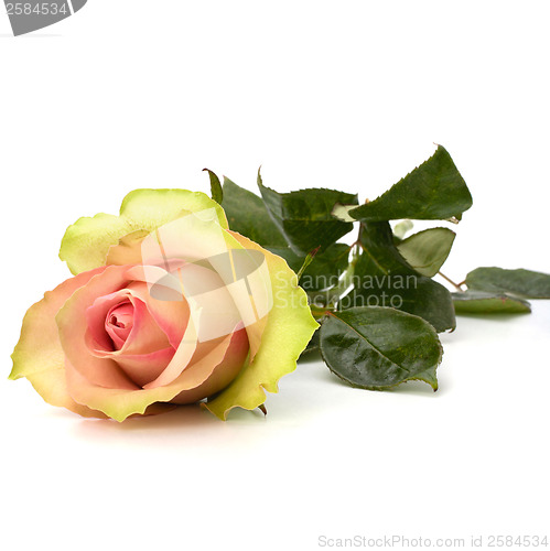 Image of Beautiful rose isolated on white background 