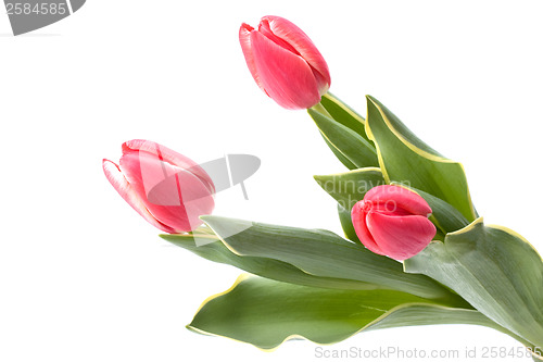 Image of tulips  isolated on white background