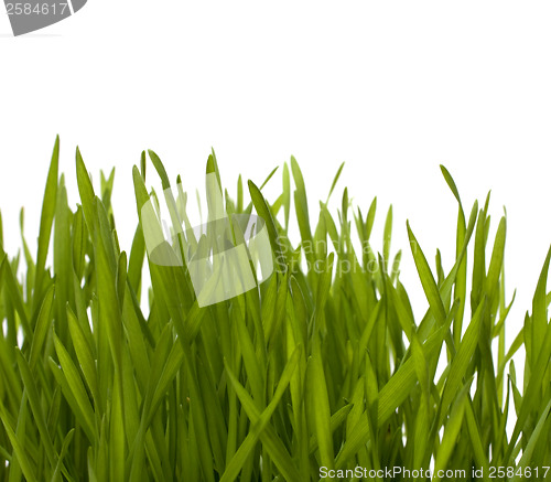 Image of grass isolated on white background
