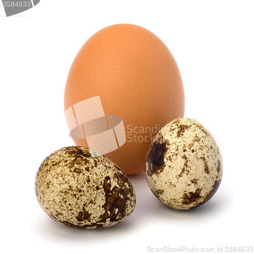 Image of quail and hen's eggs 
