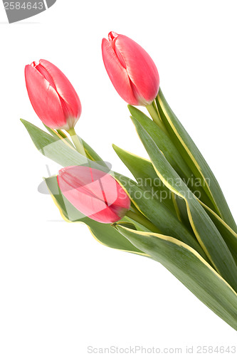 Image of tulips  isolated on white background