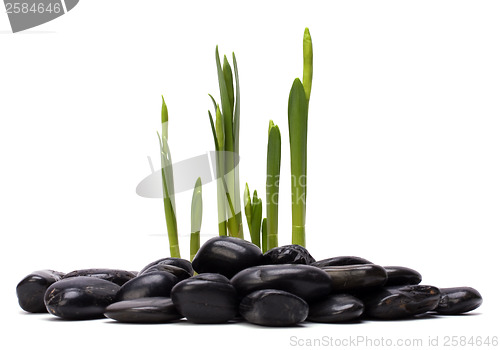 Image of grass and stones isolated on white background