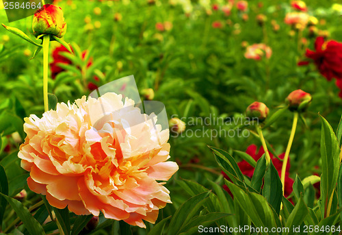 Image of Beautiful peonies