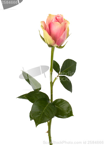 Image of Beautiful rose   isolated on white background 