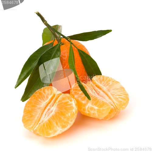 Image of Tangerines