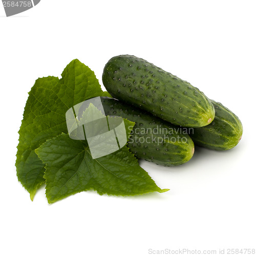 Image of cucumber