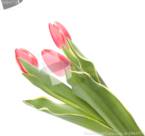 Image of tulips  isolated on white background