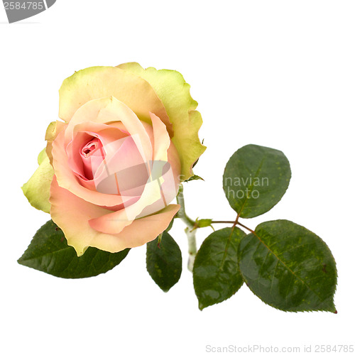 Image of Beautiful rose   isolated on white background 