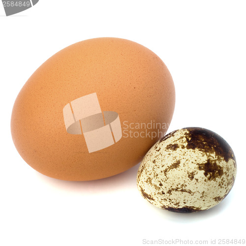 Image of quail and hen's eggs