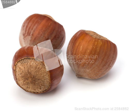 Image of hazelnuts isolated on white background