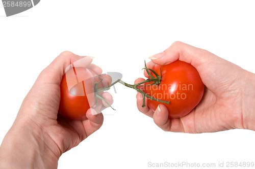 Image of hands breaking fasten tomato isolated on white background 