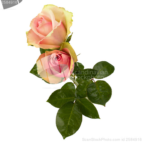 Image of Beautiful roses   isolated on white background 