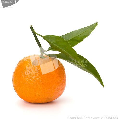 Image of tangerine i