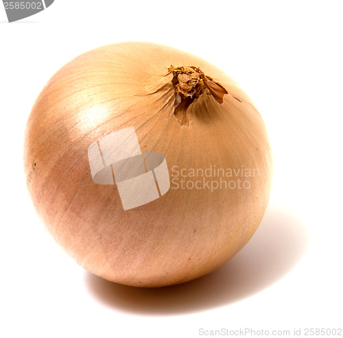 Image of onion isolated on white background