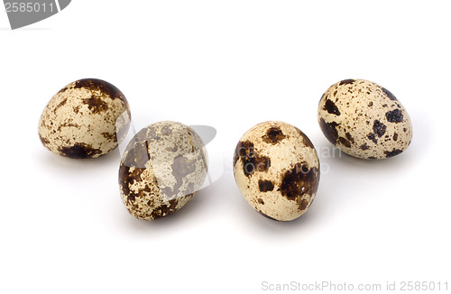 Image of quail eggs