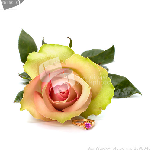 Image of Beautiful rose with wedding ring  isolated on white background 