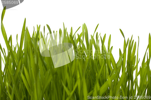 Image of grass isolated on white background