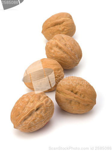 Image of Circassian walnut isolated on the white background 