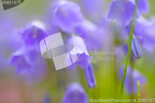 Image of Beautiful bellflowers