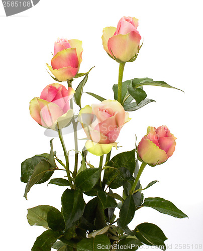 Image of Beautiful roses   isolated on white background 