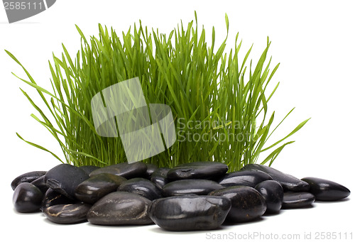 Image of grass and stones isolated on white background